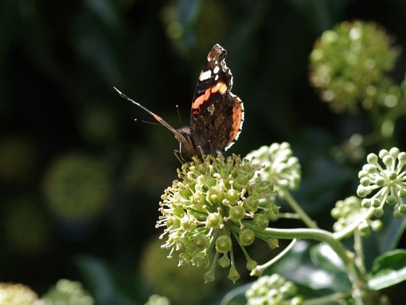 Ivy: An insect's lifeline